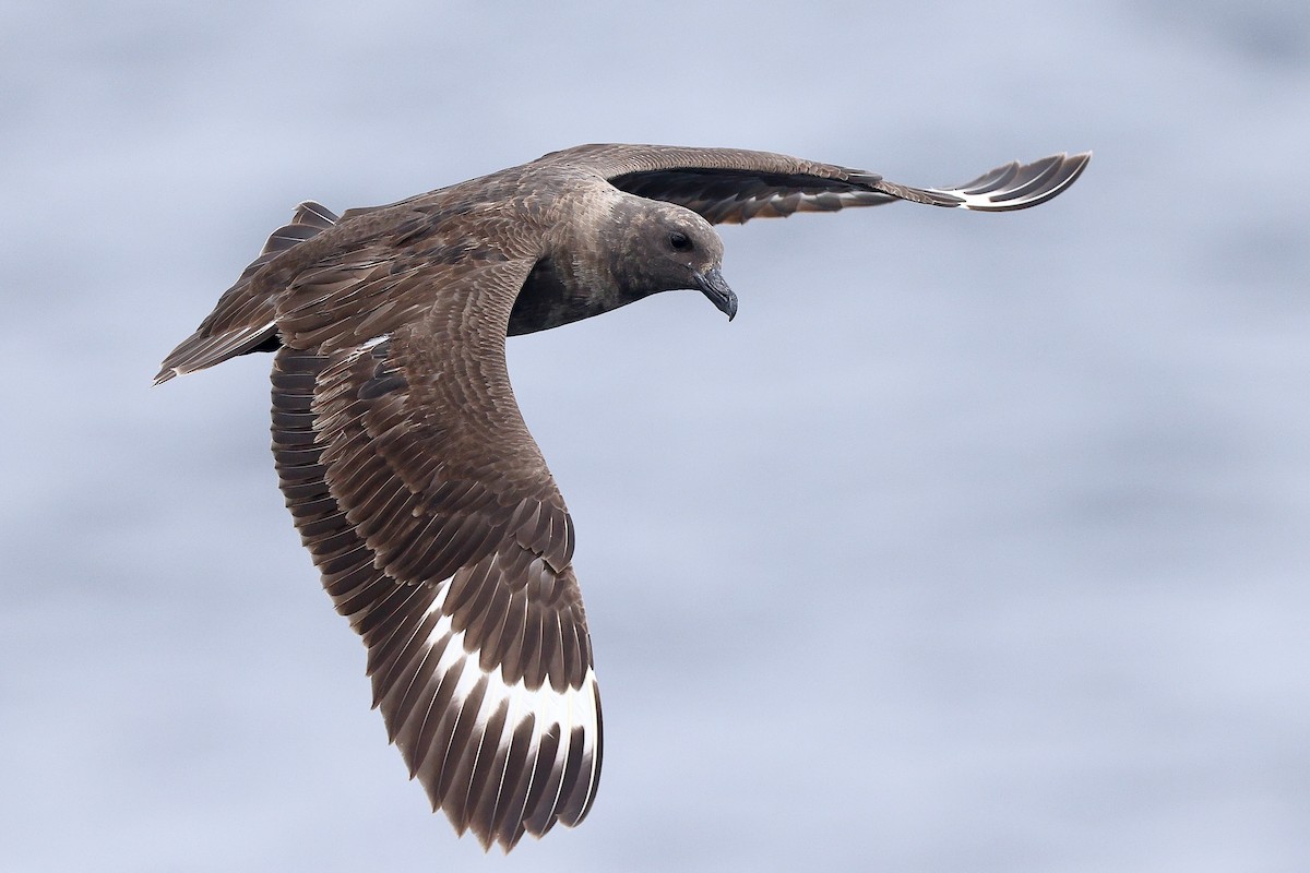 South Polar Skua - ML608374171