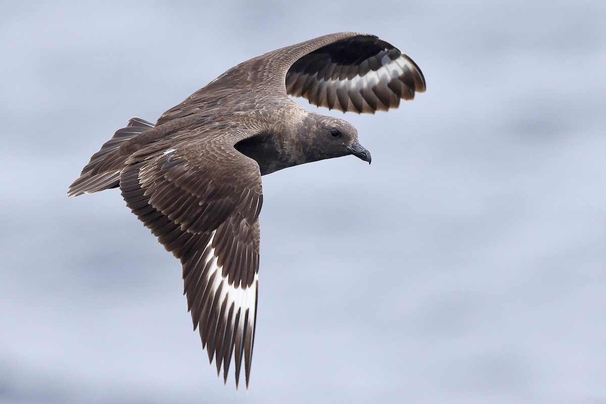 South Polar Skua - Sam Zhang