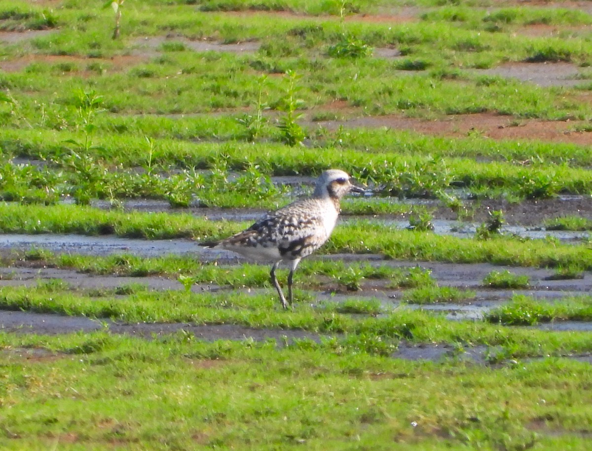 Black-bellied Plover - ML608374194