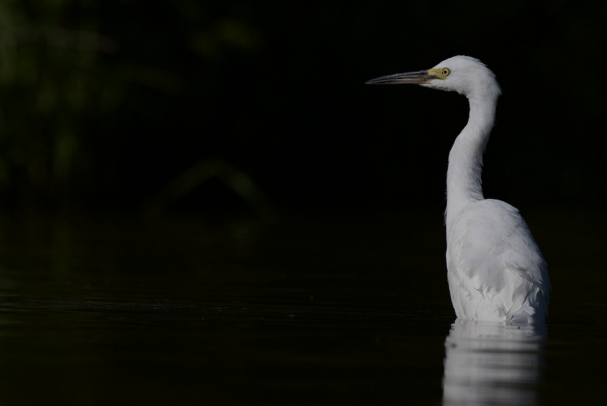 Snowy Egret - ML608374245