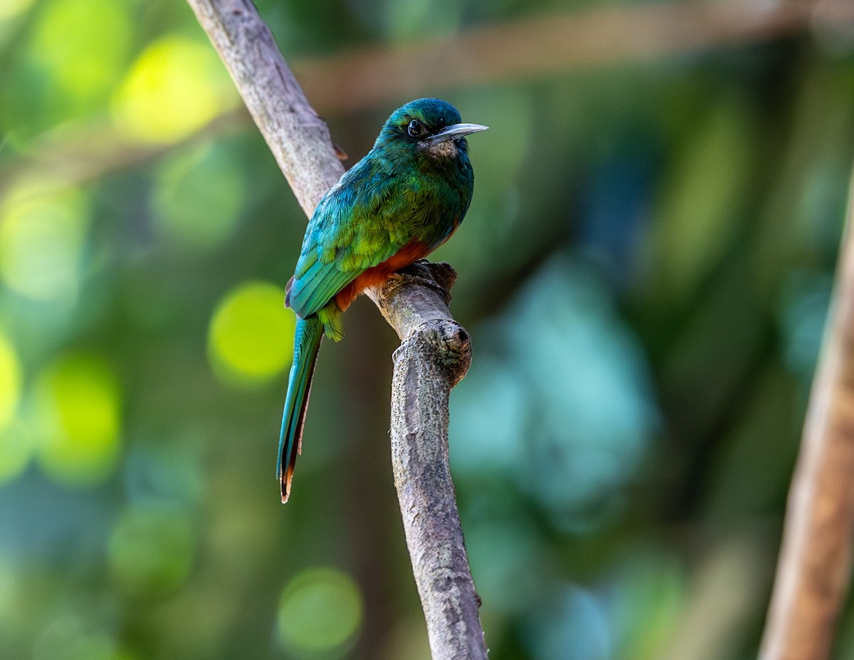 Jacamar à couronne bleue - ML608374262