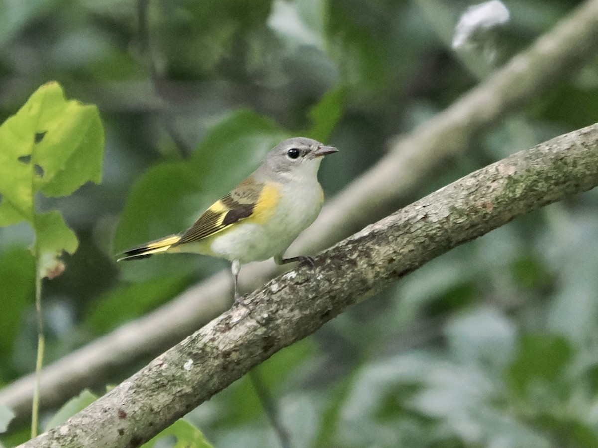 American Redstart - ML608374291