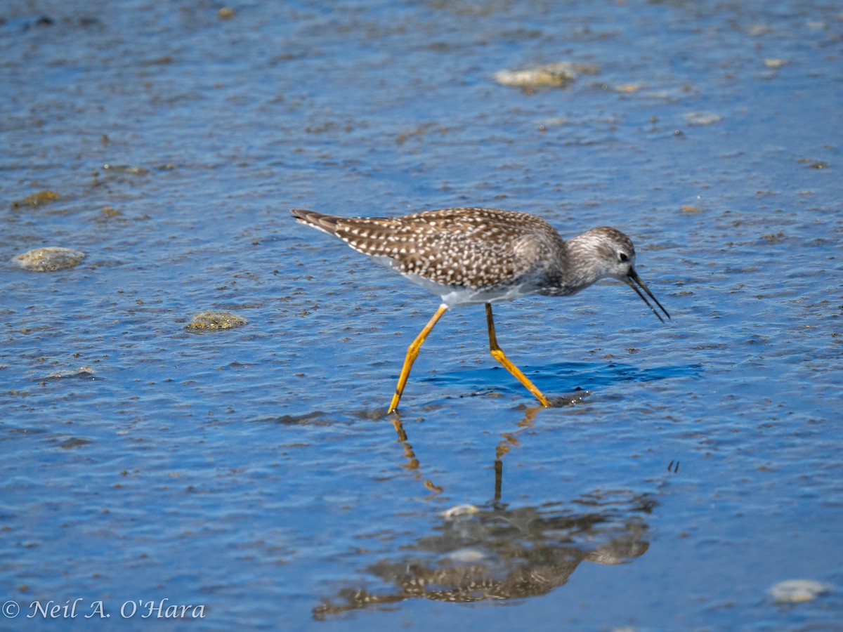 Lesser Yellowlegs - Neil O'Hara