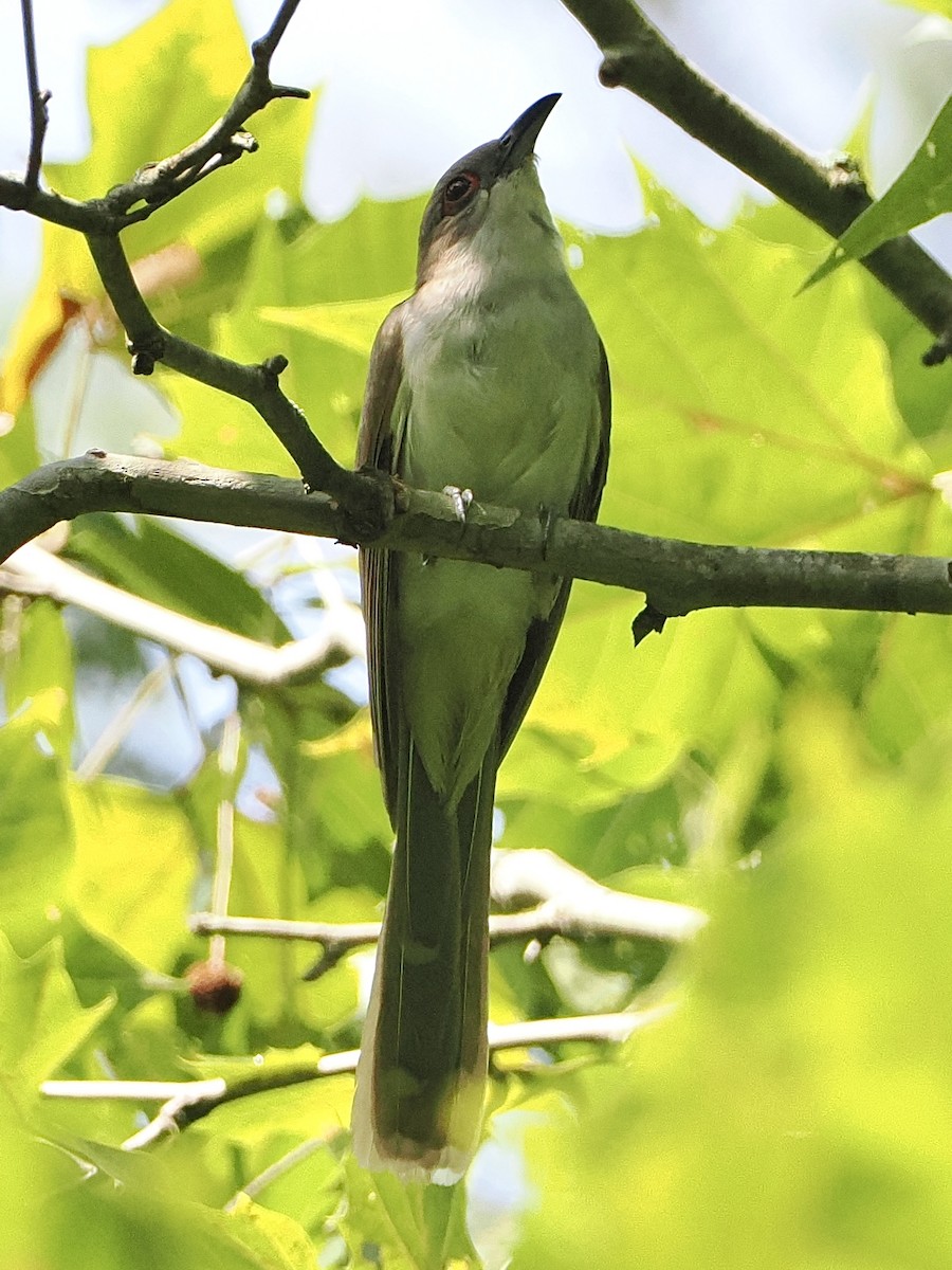 Black-billed Cuckoo - ML608374322