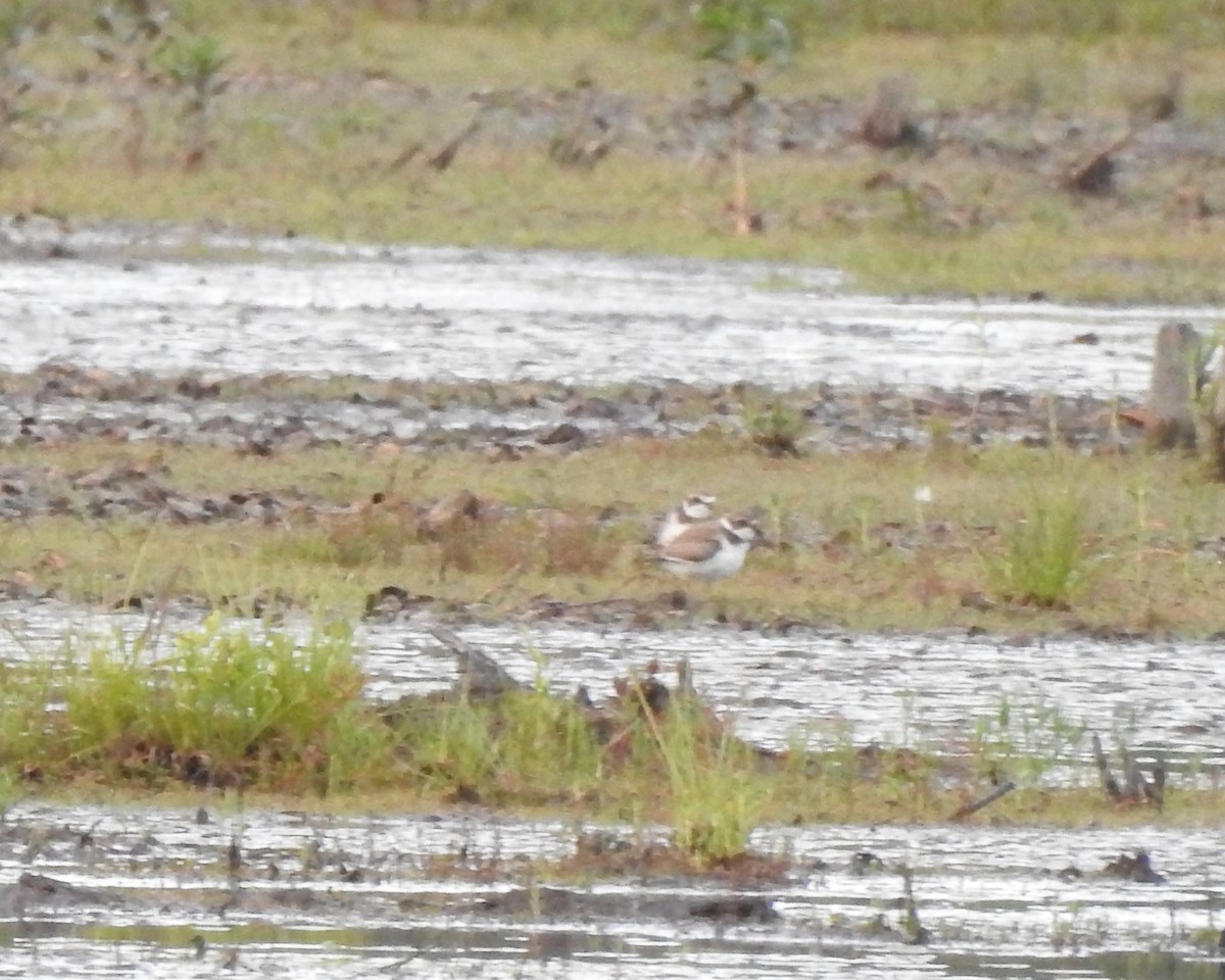 Semipalmated Plover - ML608374358