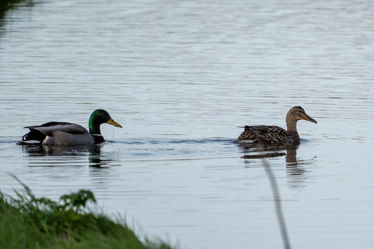 Canard colvert - ML608374561