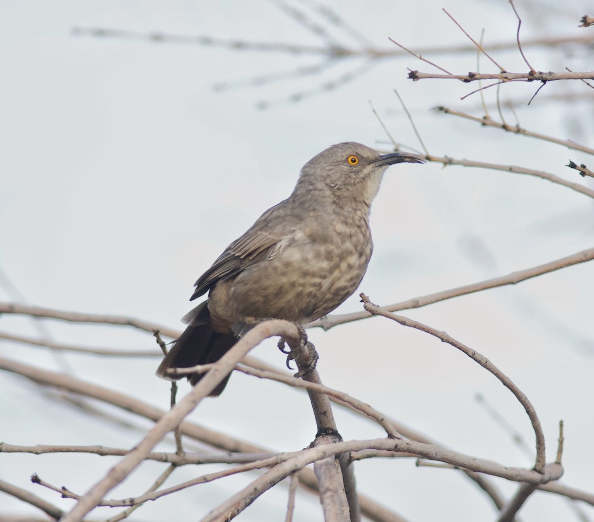 Curve-billed Thrasher - Robert Carter