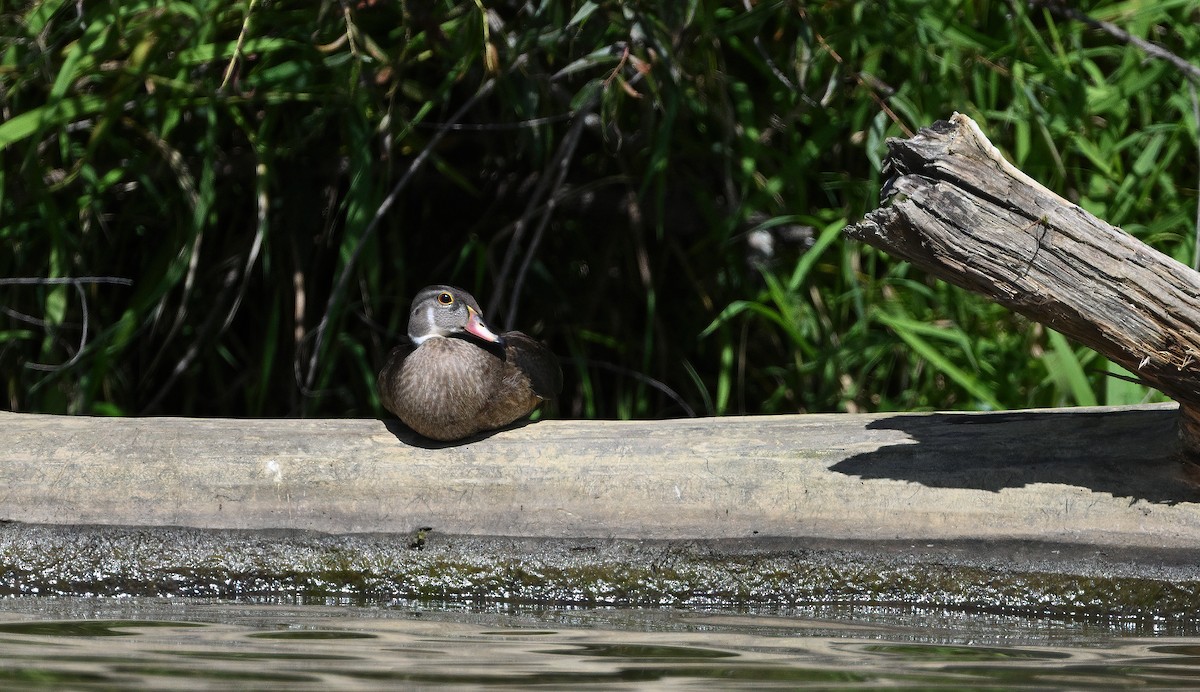 Wood Duck - ML608374755