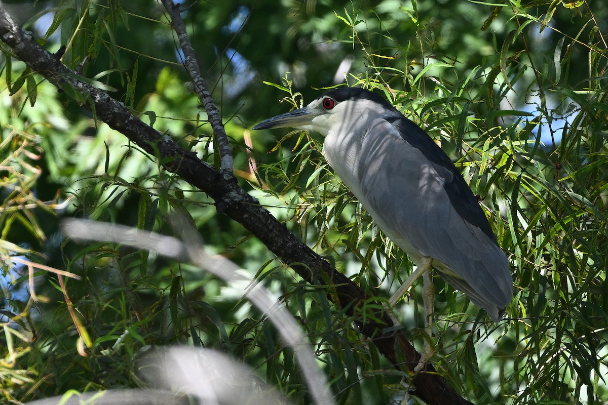 Black-crowned Night Heron - ML608374764