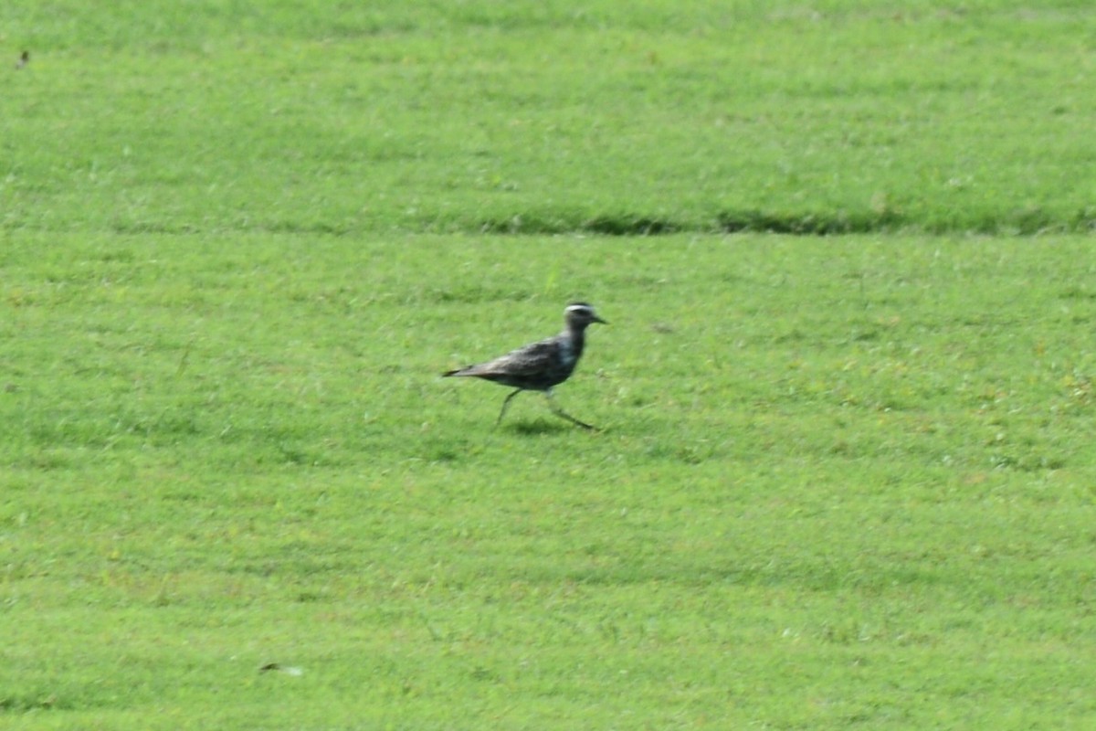 American Golden-Plover - Alex Martin