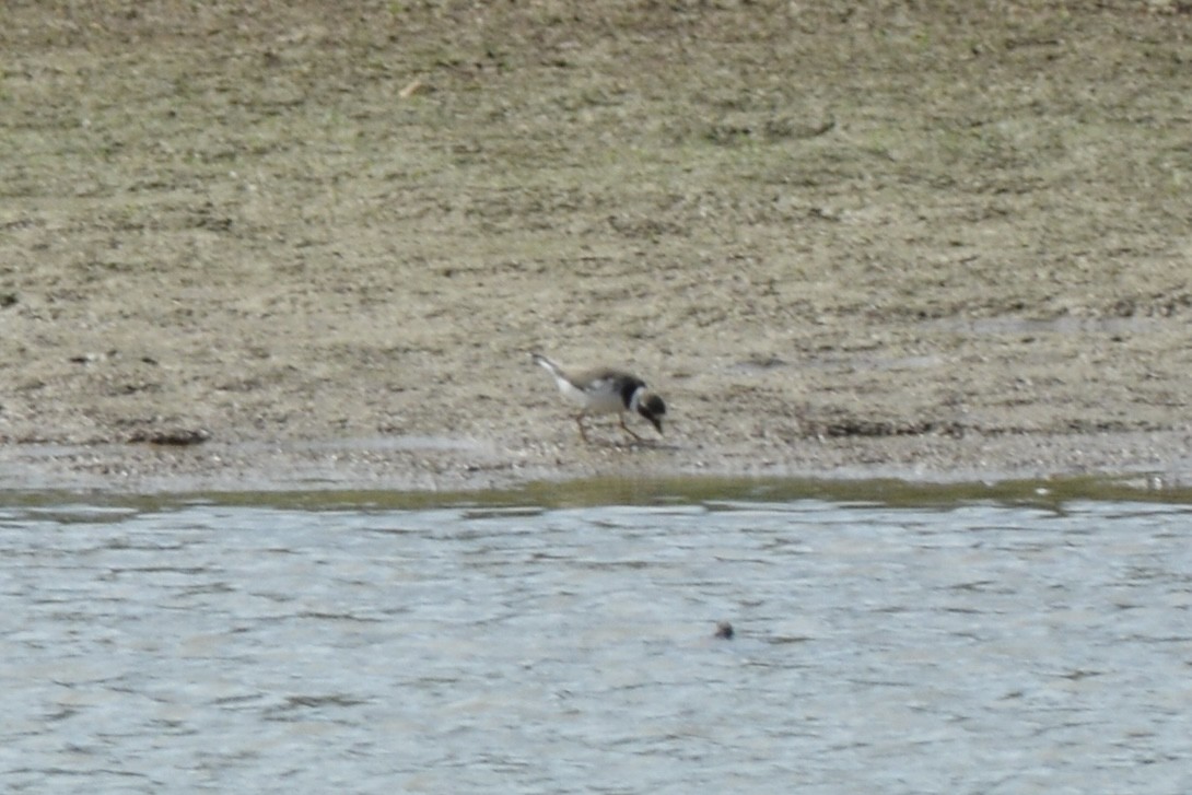 Перепончатопалый галстучник - ML608374878