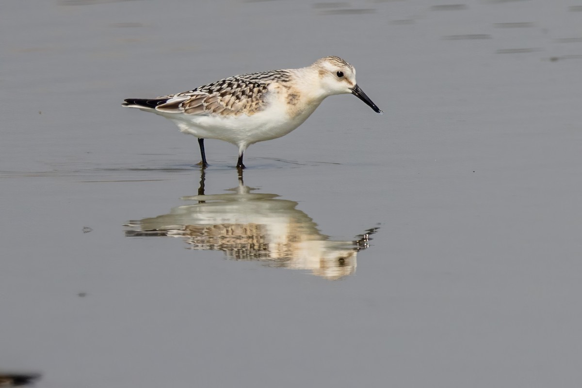 Sanderling - ML608374905