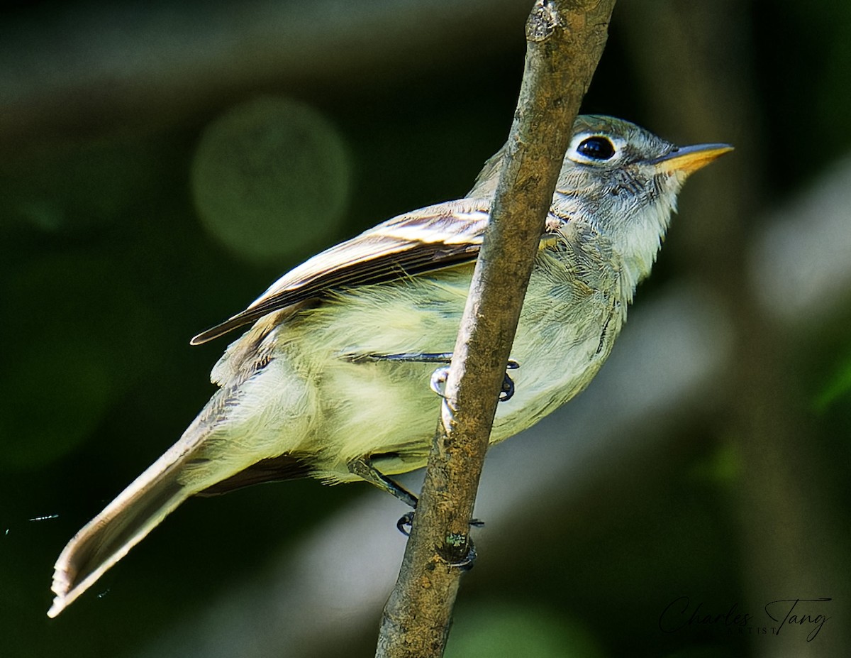 Least Flycatcher - ML608374948