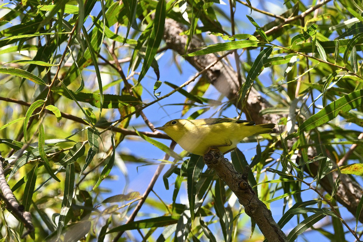 Yellow Warbler (Northern) - ML608375009