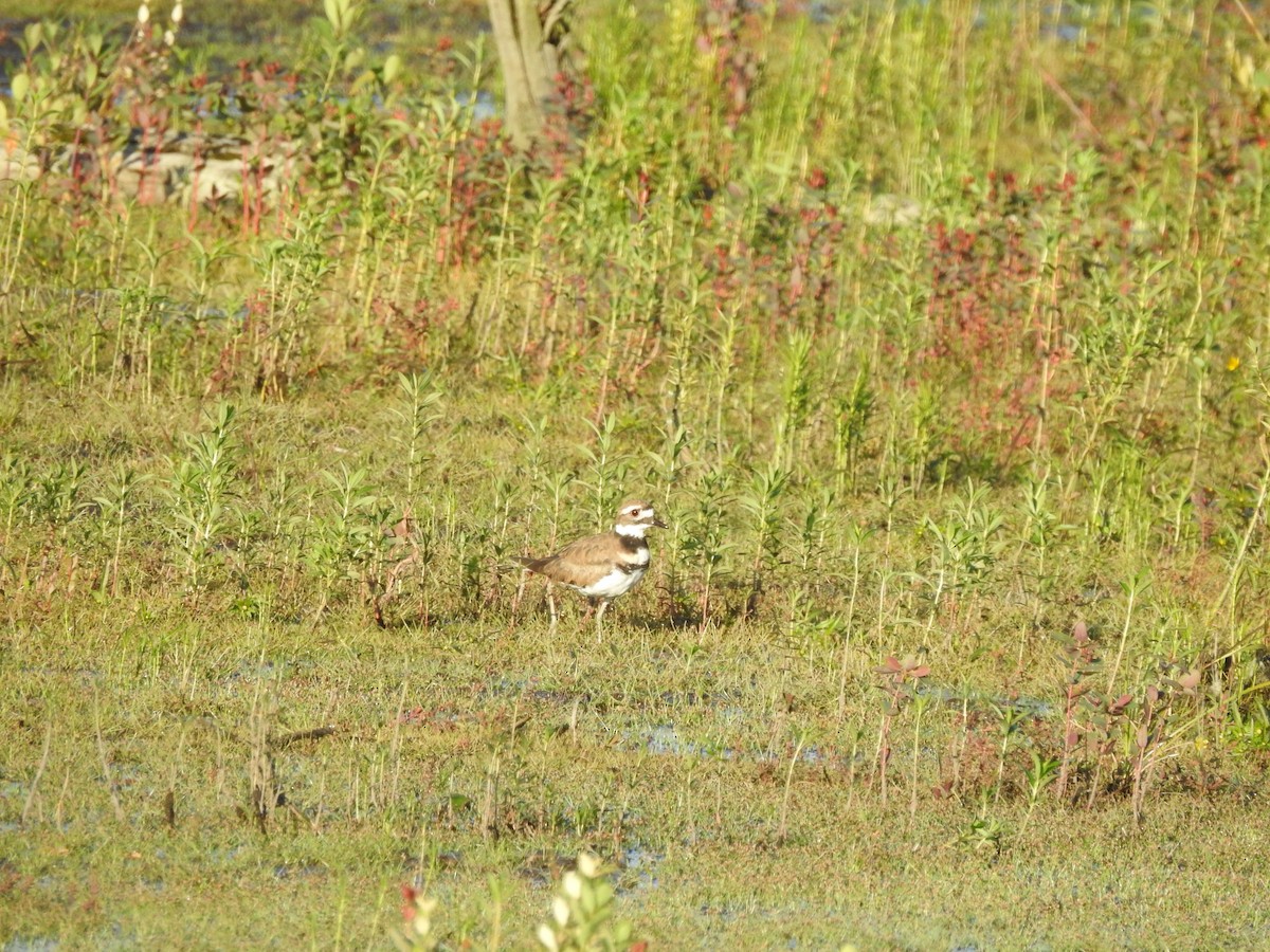 Killdeer - ML608375067