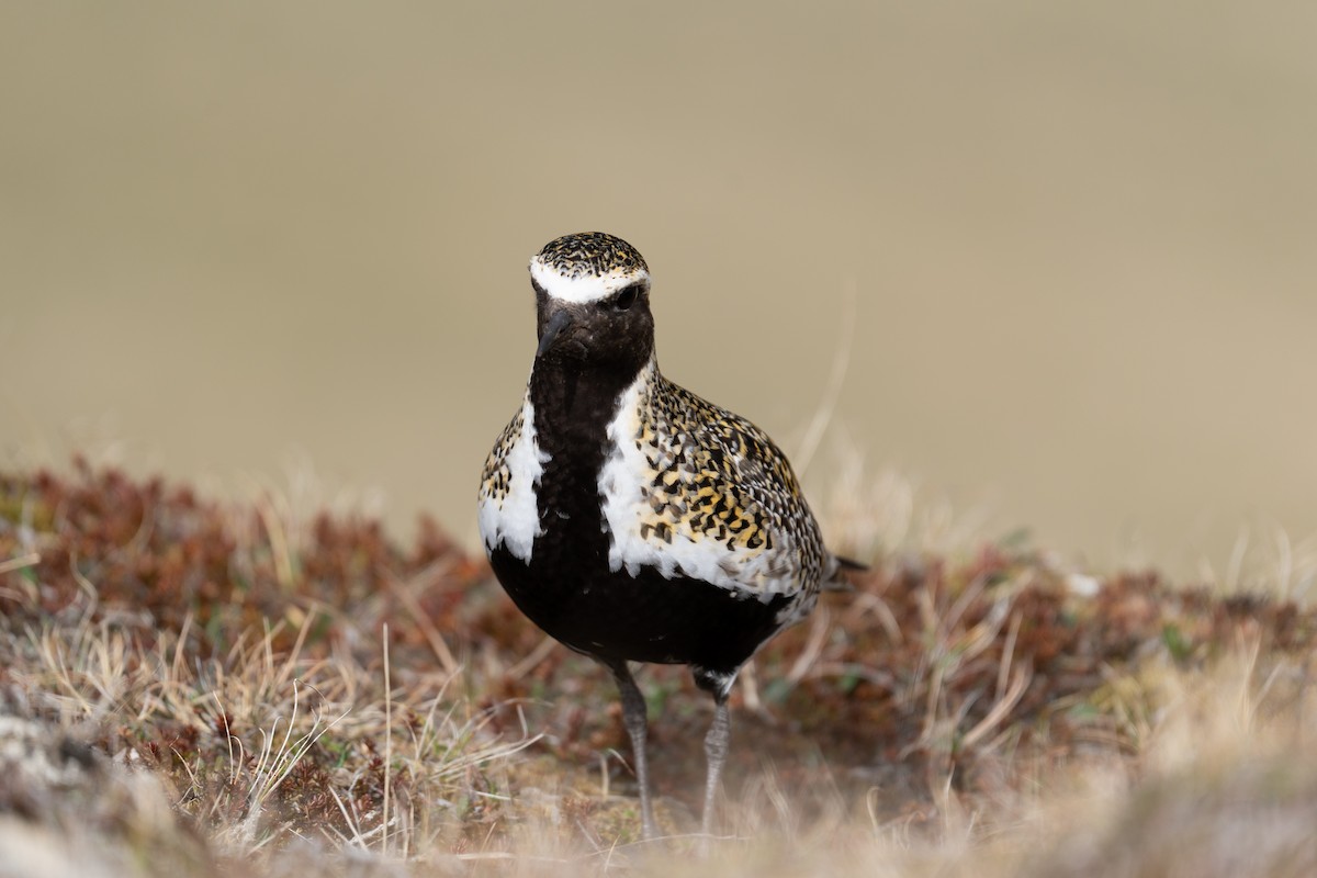 European Golden-Plover - ML608375071