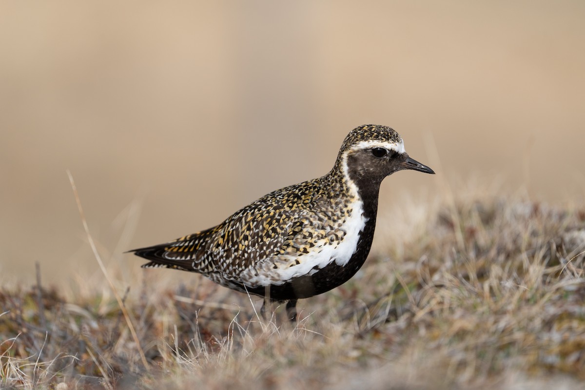 European Golden-Plover - ML608375072