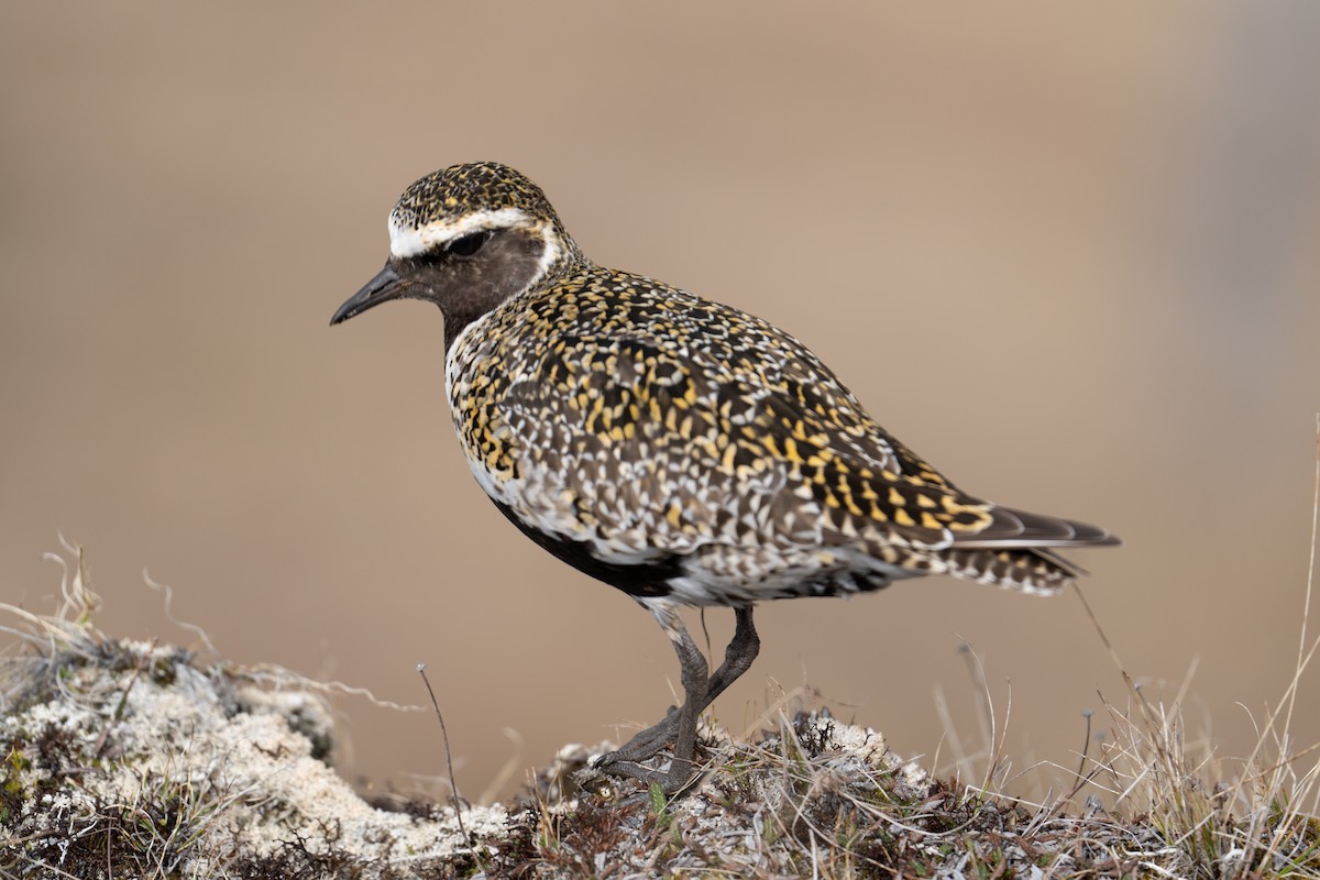 European Golden-Plover - ML608375073