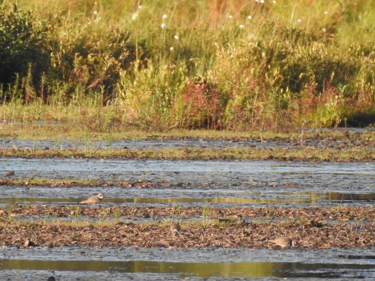 Semipalmated Plover - ML608375074