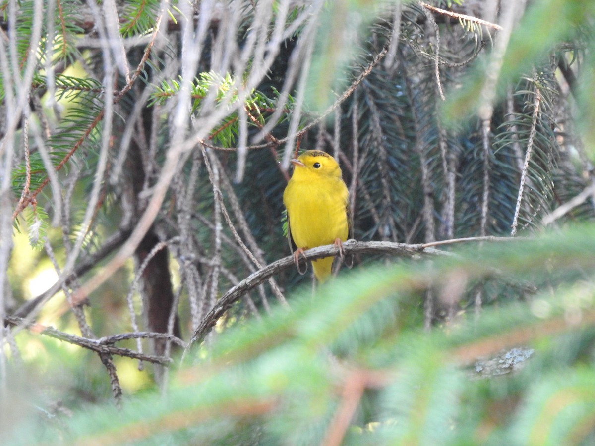 Wilson's Warbler - ML608375089