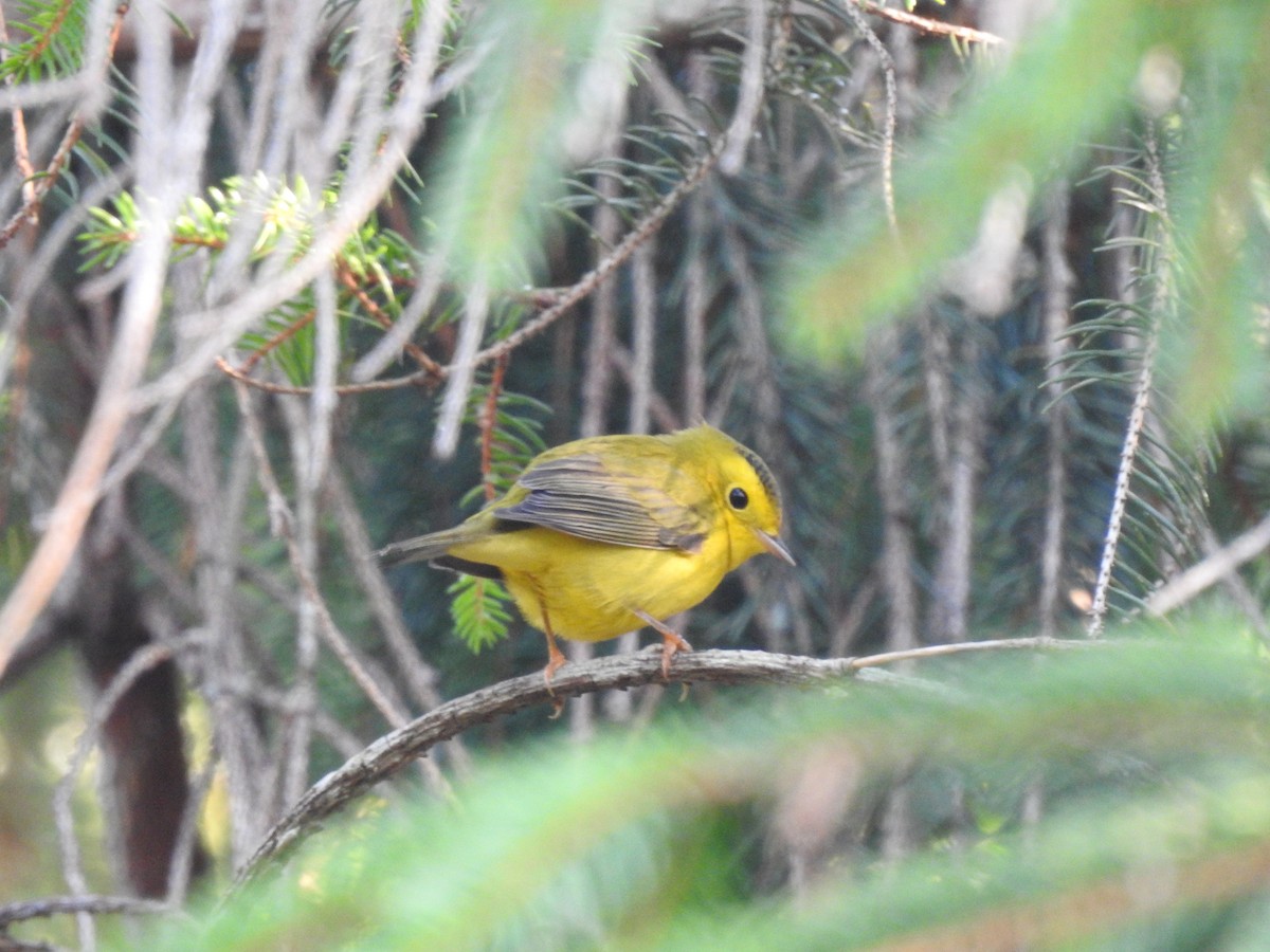 Wilson's Warbler - ML608375090