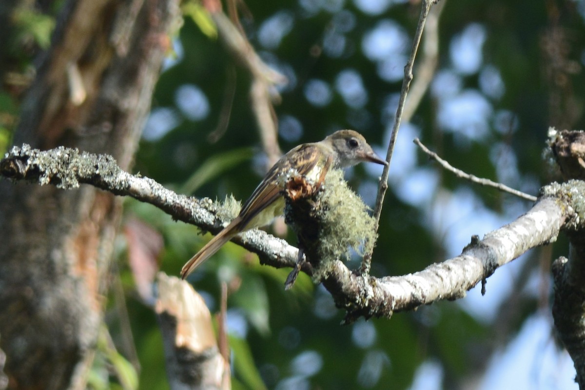 Great Crested Flycatcher - ML608375093