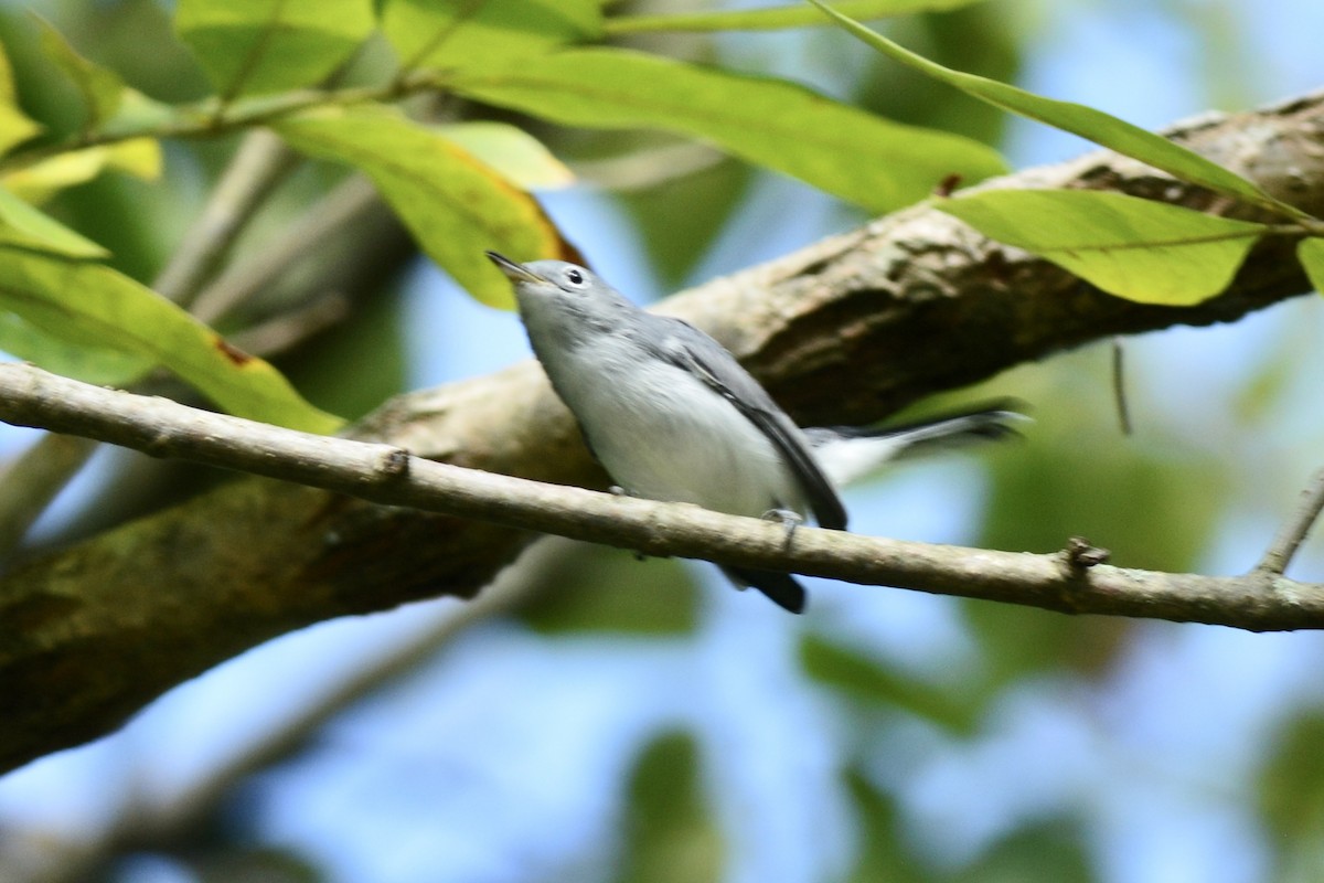 Gobemoucheron gris-bleu - ML608375109