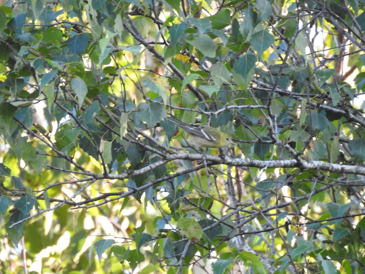 Bay-breasted Warbler - ML608375127