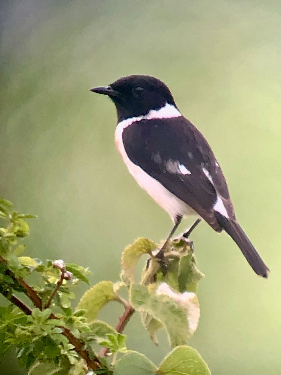 African Stonechat - ML608375167