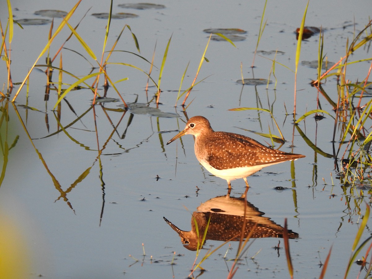 Solitary Sandpiper - ML608375208