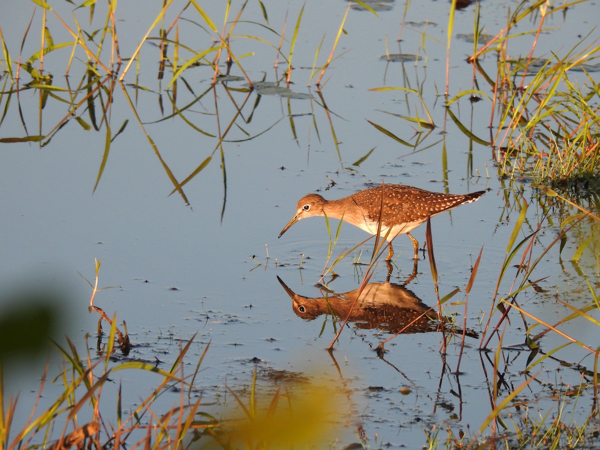 Solitary Sandpiper - ML608375220