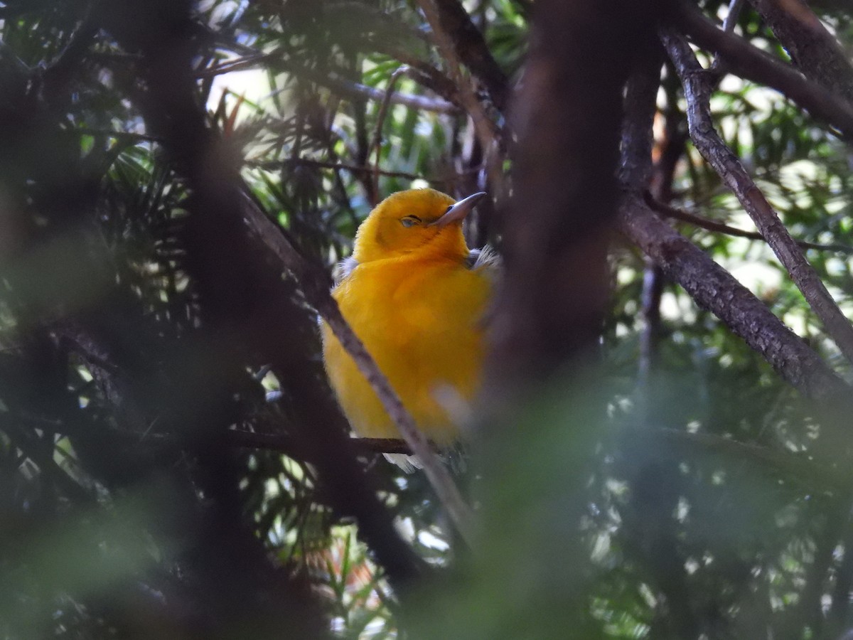 Prothonotary Warbler - ML608375229