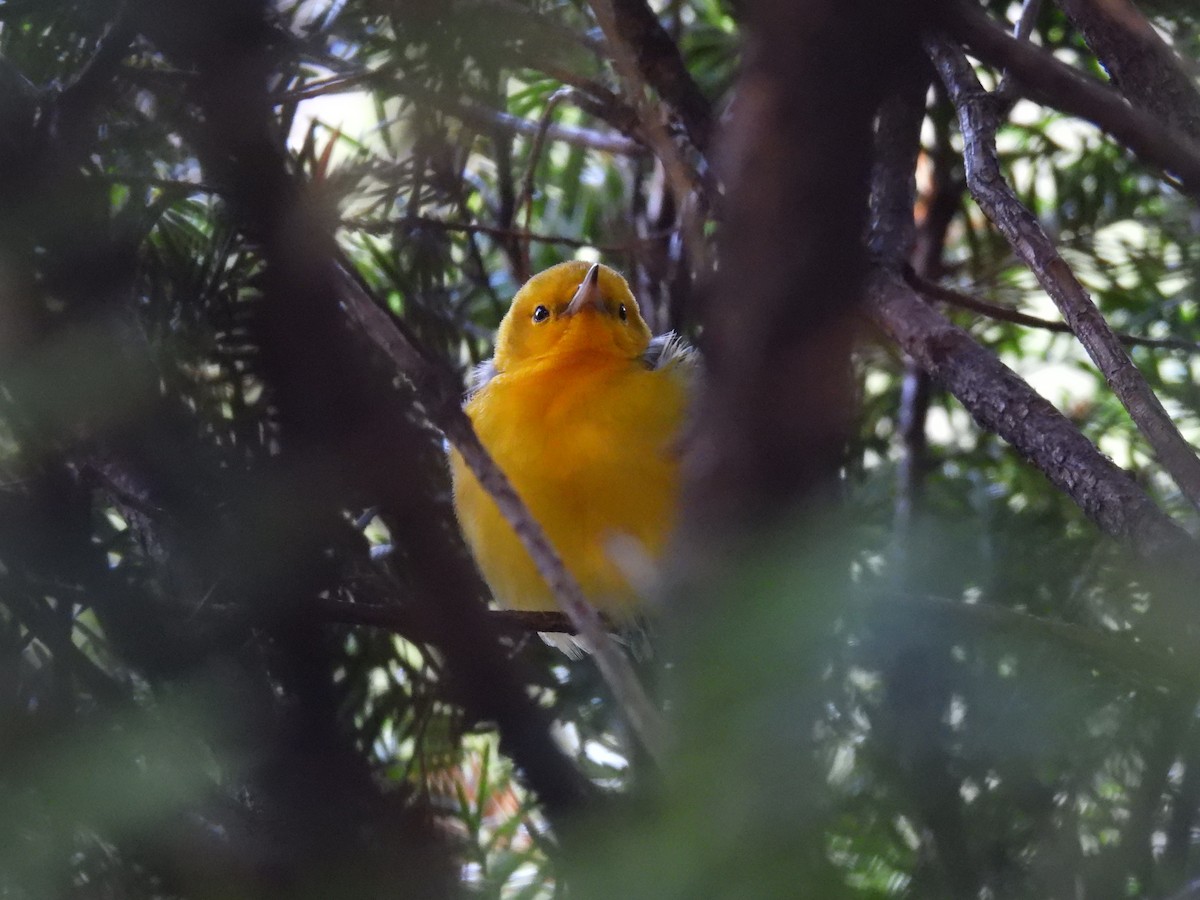 Prothonotary Warbler - ML608375235