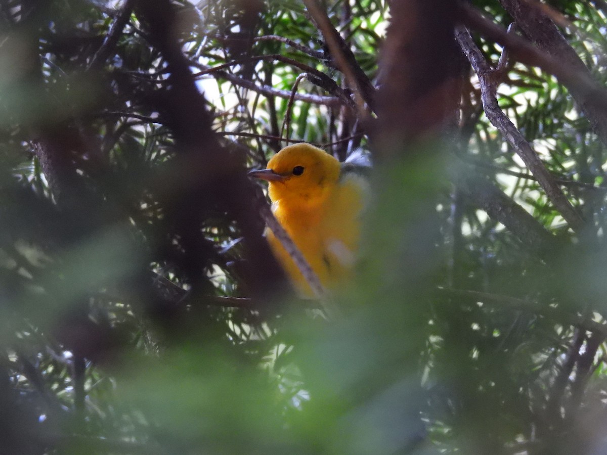 Prothonotary Warbler - ML608375243