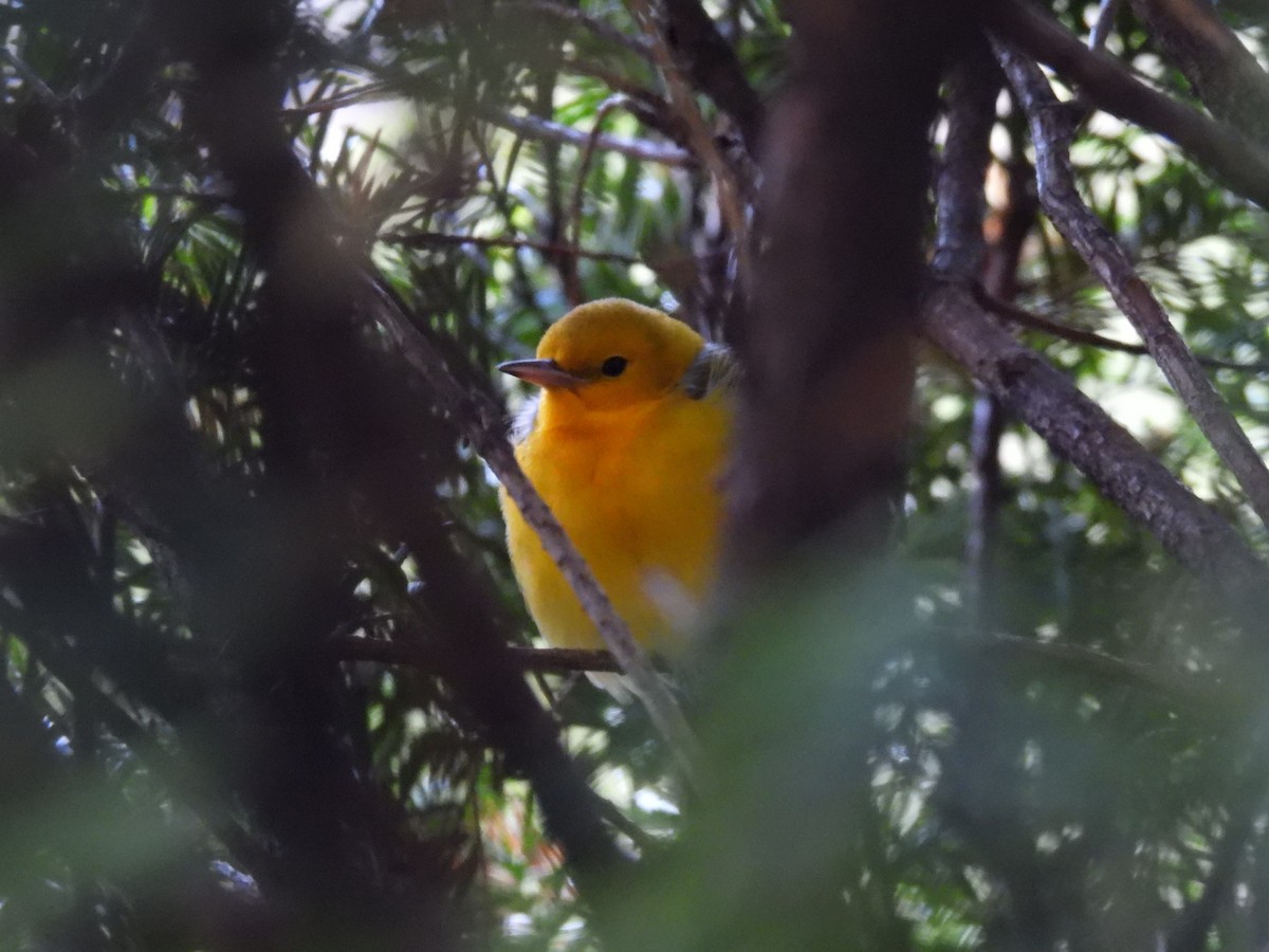 Prothonotary Warbler - ML608375251