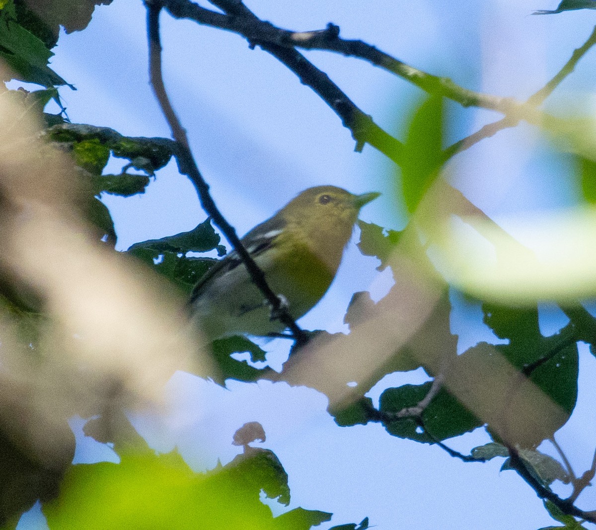 Yellow-throated Vireo - ML608375289