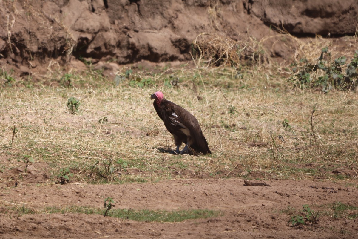 Lappet-faced Vulture - ML608375347