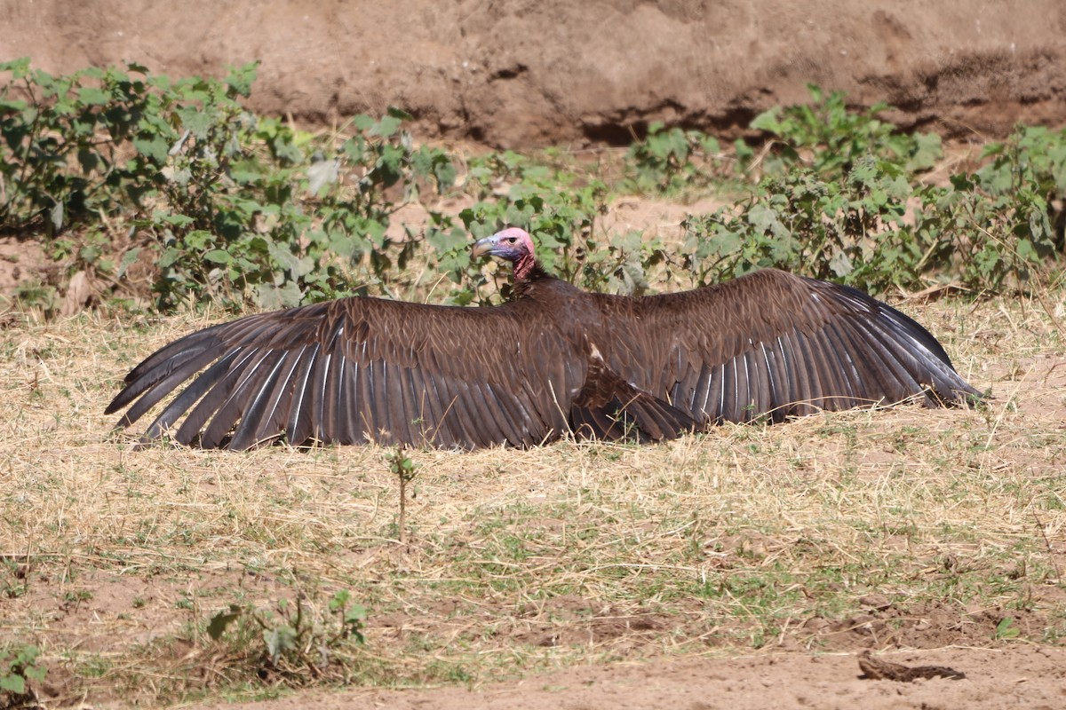 Lappet-faced Vulture - ML608375366