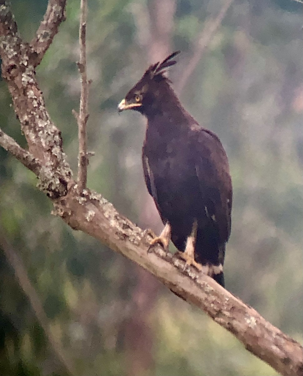 Long-crested Eagle - ML608375402