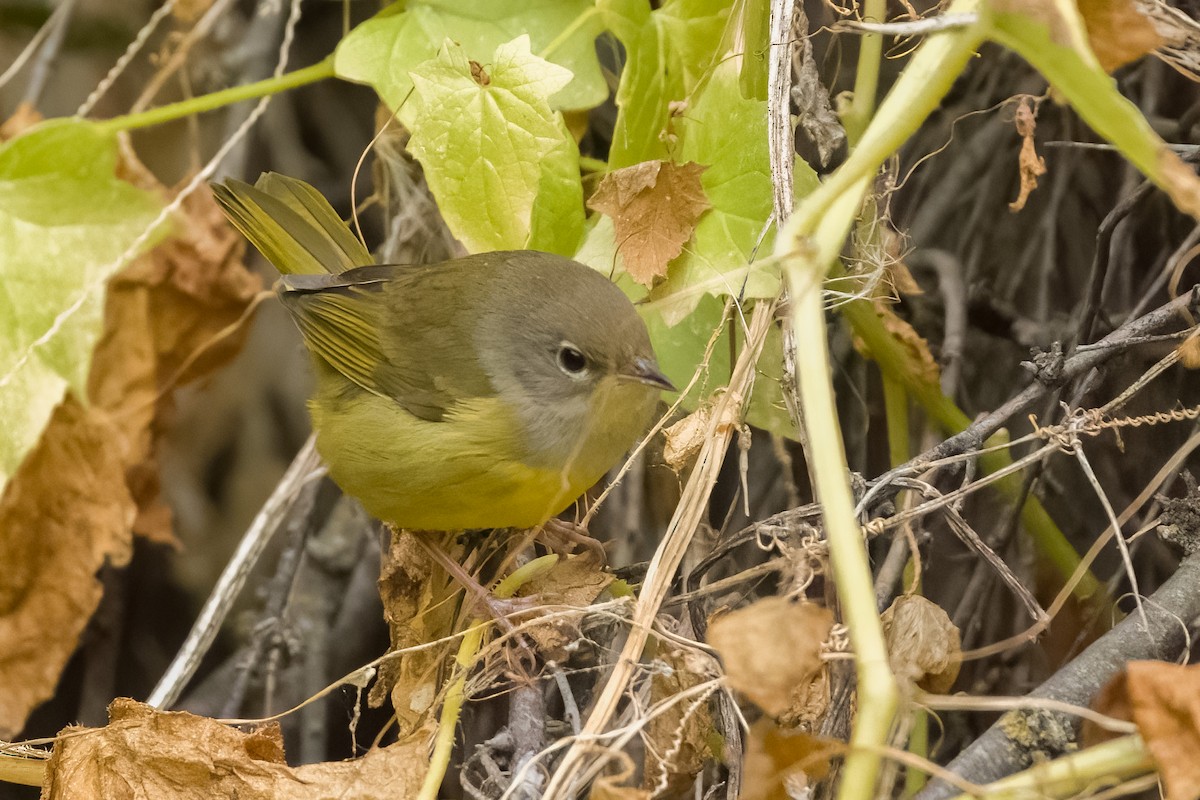 MacGillivray's/Mourning Warbler - ML608375461