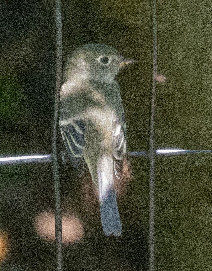 Least Flycatcher - ML608375510