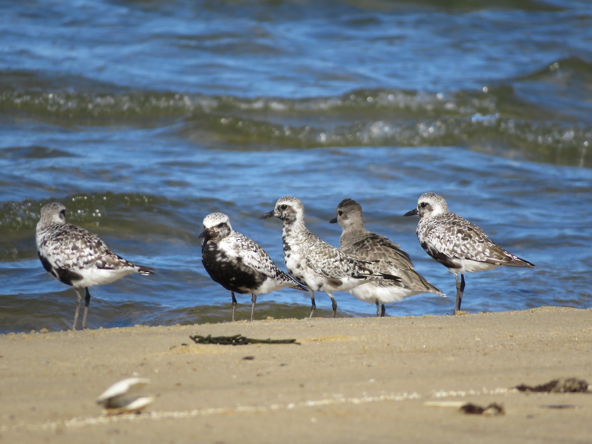 Black-bellied Plover - ML608375602