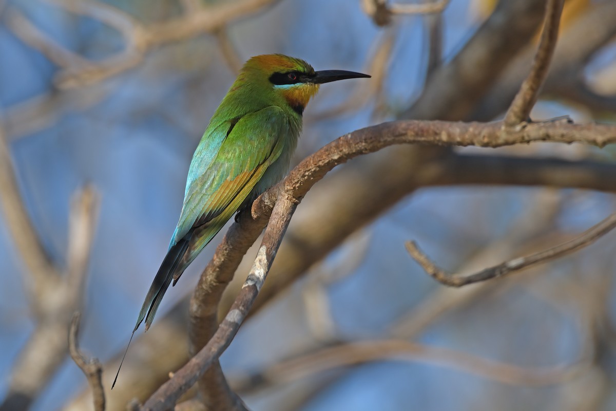 Rainbow Bee-eater - Philip Karstadt