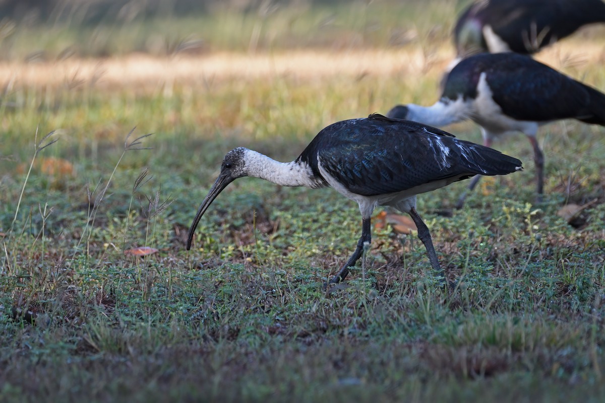 ibis slámokrký - ML608375661