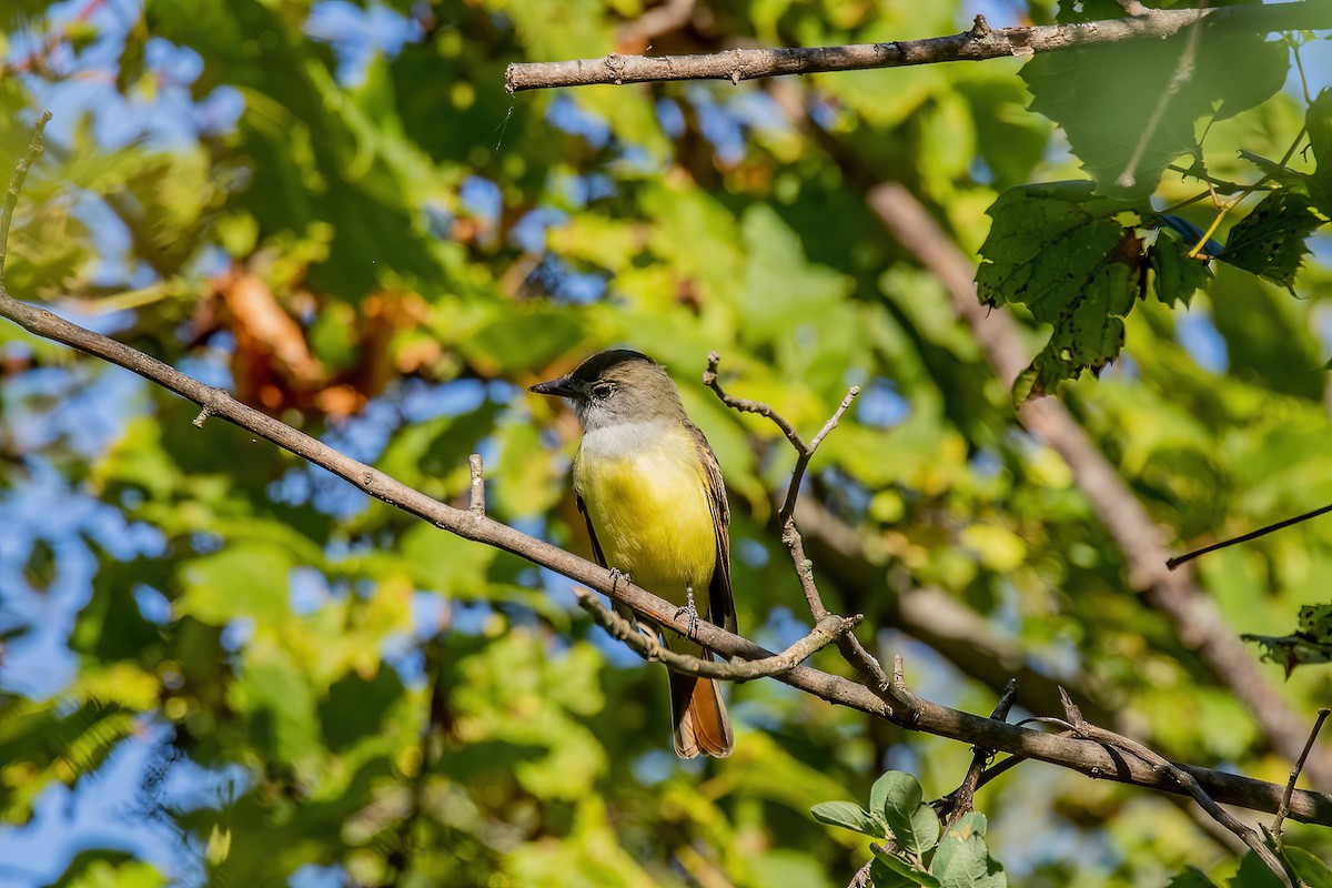 Great Crested Flycatcher - Tony Gazso