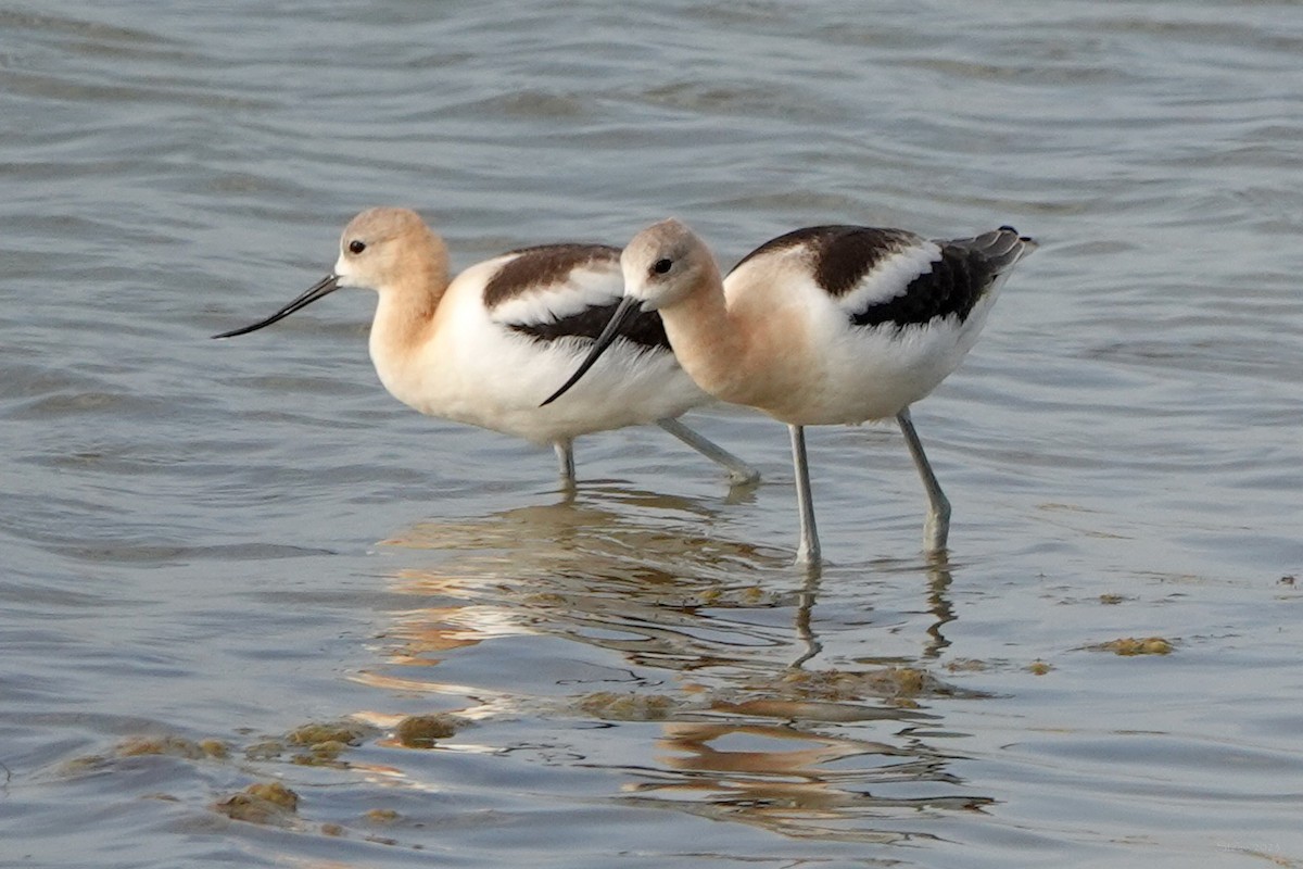 Avoceta Americana - ML608375670