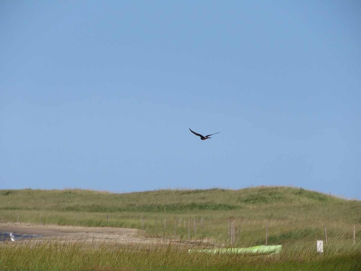 Northern Harrier - David Padulo