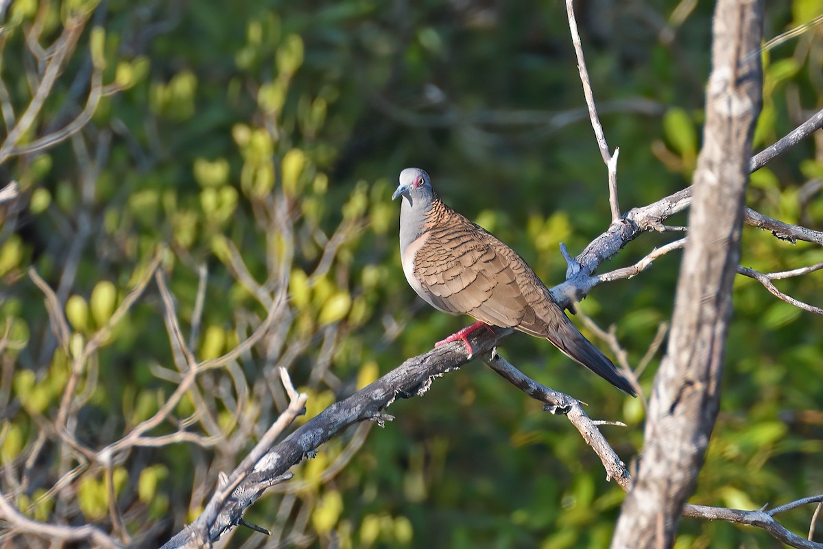 Bar-shouldered Dove - ML608375725