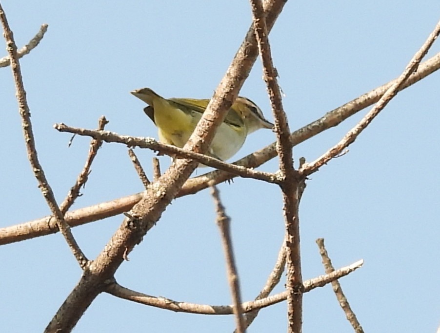 Red-eyed Vireo - Clayton Will
