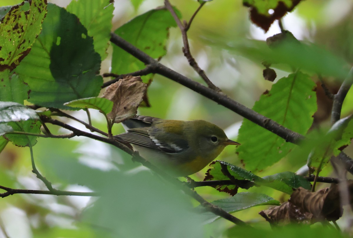 Northern Parula - ML608375768